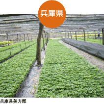 兵庫県美方郡｜生産地