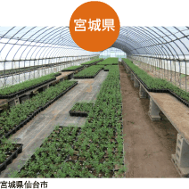 宮城県仙台市｜生産地