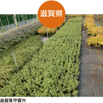 滋賀県甲賀市｜生産地