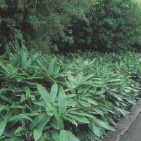 グランドカバープランツ サンプル画像1