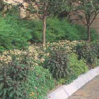 グランドカバープランツ サンプル画像2