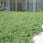 グランドカバープランツ サンプル画像3