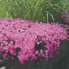 グランドカバープランツ サンプル画像4