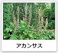 アカンサス