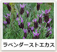 ラベンダーストエカス