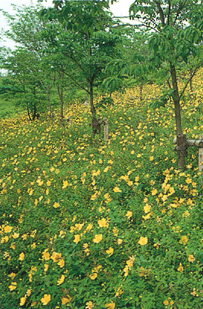 兵庫県三田市「城山公園」｜park画像
