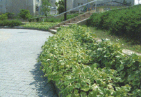 石川県内灘町「鶴ヶ丘第8公園）」park画像