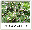 クリスマスローズ