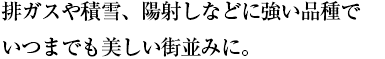排ガスや積雪、陽射しなどに強い品種で いつまでも美しい街並みに。