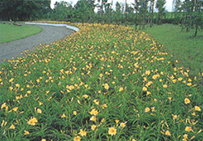 北海道砂川市「北光公園　園路」｜road画像