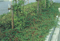 兵庫県西宮市「西宮北六甲台内」｜road画像