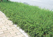 兵庫県西宮市「マリナパークシティ」｜road画像