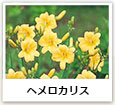 ヘメロカリス