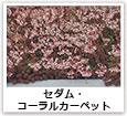 セダム・コーラルカーペット