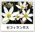 ゼフィランサス