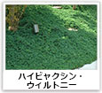 ハイビャクシン・ウィルトニー