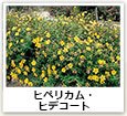 ヒペリカム・ヒデコート