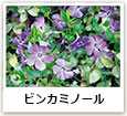 ビンカミノール
