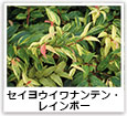 セイヨウイワナンテン・レインボー