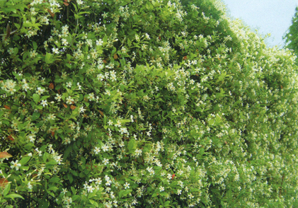 滋賀県草津市｜wall画像