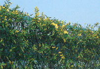 滋賀県草津市｜wall画像