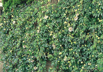 兵庫県香住町（個人邸）｜wall画像