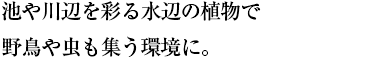 池や川辺を彩る水辺の植物で 野鳥や虫も集う環境に。
