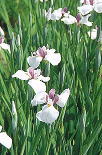 花菖蒲園｜waterside画像