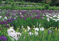 花菖蒲園｜waterside画像