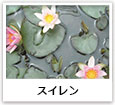 スイレン
