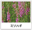 ミソハギ